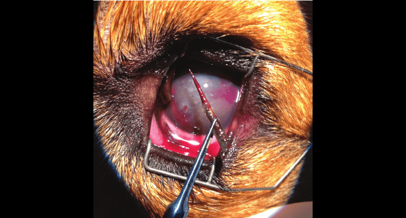 גאווה הקוץ שבעין